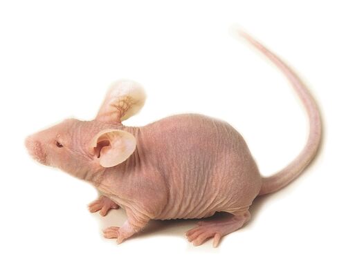 Nude_mouse