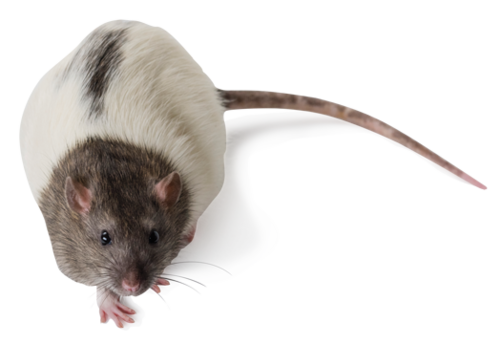 zucker-rat