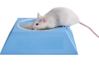 pyramide feeder