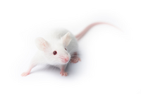 b-ndg-mutant-mice